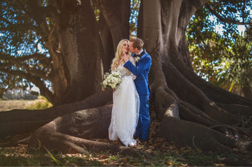 bride and groom underneath the fig tree at Dos Pueblos Orchid farm with the big roots of the tree coming around them and the couple kissing in beautiful lighting
